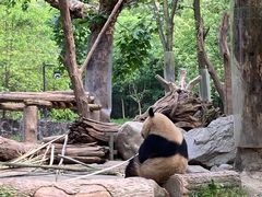 -都江堰中华大熊猫苑