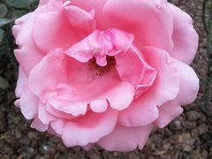 -人民公园(罗湖区)