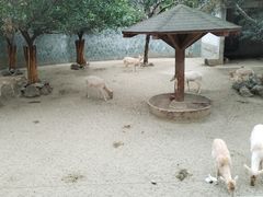 -成都动物园
