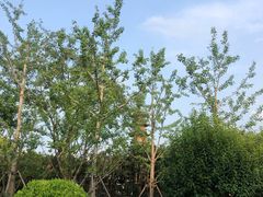 -上海市龙华烈士陵园