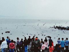 -宝安西湾红树林湿地公园