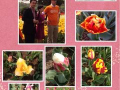 iphone_upload_pic-上海鲜花港