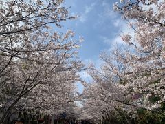 -高东镇樱花园
