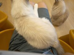 -有喵·猫咖·狗咖·30几只猫10只小狗(岗厦店)