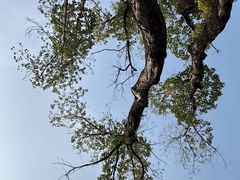 -重庆市江北嘴中央商务区中央公园