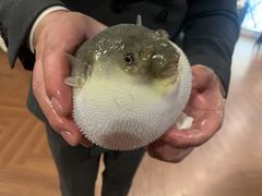 -肆月河豚·新淮扬(金融街店)