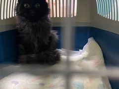 -北京观赏动物医院·24小时大型综合·猫专科·异宠专科