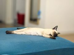 -欣宠猫屋·矮脚拿破仑·蓝金金渐层