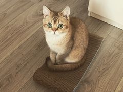 -猫大福·Fortune Cat猫舍(百子湾店)