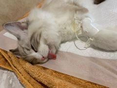 -宠爱国际动物医院· 猫科· 外科·中兽医(长白店)