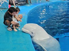 -海合安成都极地海洋公园