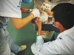 -美联众合爱康动物医院•复杂内科•肿瘤科•牙科•腔镜诊疗中心