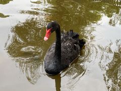 -合肥野生动物园