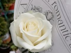 -FEI FEI FLOWER鲜花店·气球派对·宝宝宴布置(虹口德必运动Loft店)