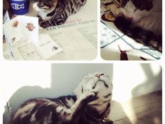 iphone_upload_pic-海边的猫和咖啡馆