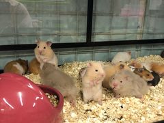 -钓仓鼠(洋桥北里小区店)
