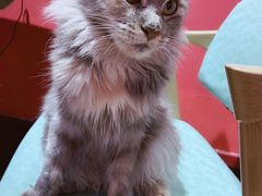 -猫色咖啡·猫咖
