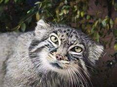 -青藏高原野生动物园