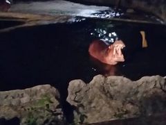 -清迈夜间动物园