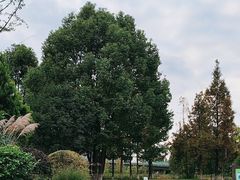 -白鹭湾湿地公园