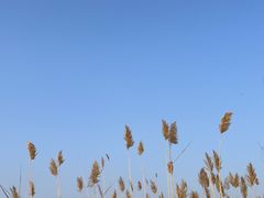 -野鸭湖国家湿地公园