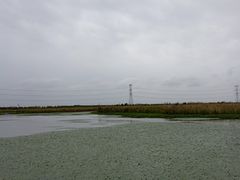-宁波杭州湾国家湿地公园