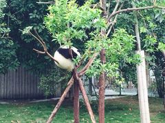 -成都大熊猫繁育研究基地