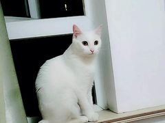 -八公叔叔宠物美容连锁(春申店)