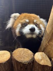 -Zoolung Zoolung动物主题公园(海信广场店)