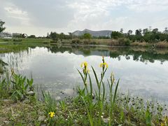 -桂溪生态公园