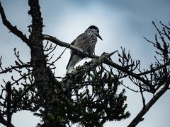 -西岭雪山大飞水景区