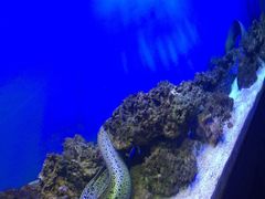 -御唐府海珊瑚主题餐厅