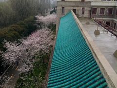 -武汉大学-樱园