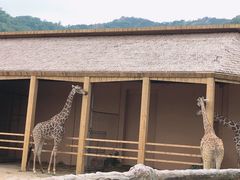 -青岛森林野生动物世界