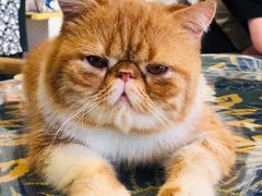 -平行世界·猫咖(首经贸店)