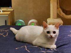 -宠爱国际动物医院·消化内科·心肾内科·ISFM猫友好(望京店)