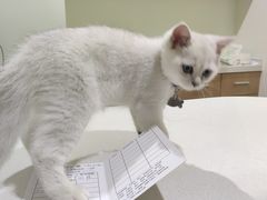 -艾贝尔宠物医院·24H转诊中心·肿瘤猫专科(江宁双龙店)