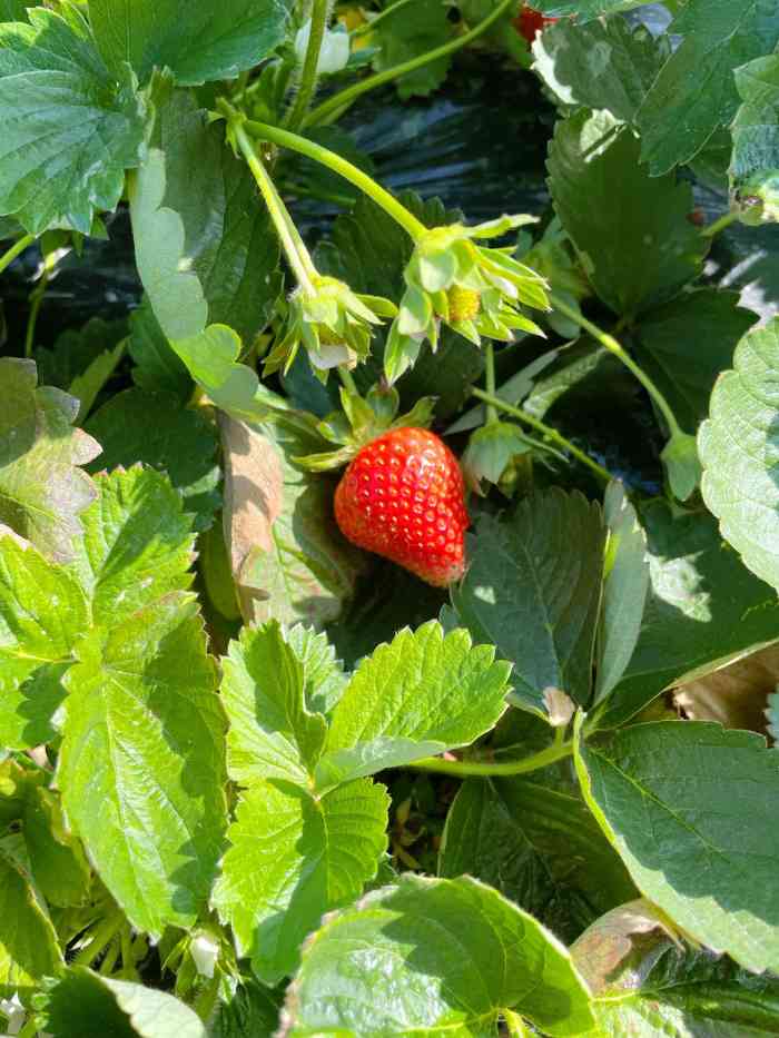 兴旺草莓园-"草莓园比较大,路边有野花.摘完草莓还可以.