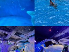 -海合安成都极地海洋公园