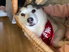 -Husky Go! 哈士奇体验馆·宠物咖啡厅狗咖