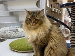 -COLOR PETS 撸猫馆·购猫·猫咖(长风大悦城店)