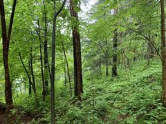 -五营红松林海景区