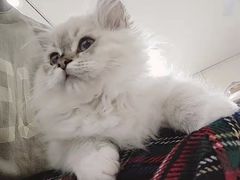 -喵zoo家庭繁育猫舍(尖东智能花园店)