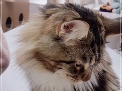 -COLOR PETS 撸猫馆·购猫·猫咖(长风大悦城店)