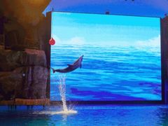 -芜湖新华联大白鲸海洋公园