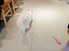 -藏猫猫咖啡主题馆(中央大道店)