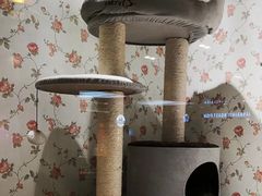 -猫小院猫主题餐厅(三里屯店)