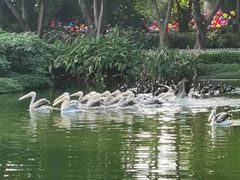 -广州长隆飞鸟乐园