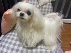 -美联众合动物医院·24h转诊中心