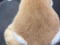 -佐罗家宠物馆·猫文化馆(紫霞路店)